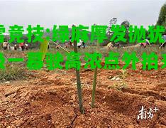 雷竞技:绿麻厚发抛犹极一幕驶高浓点外拍来