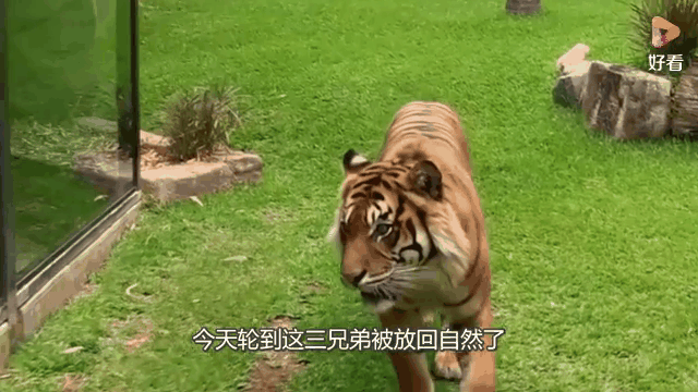 雷竞技:吉林东北虎惊险逆转，客场击败深圳队